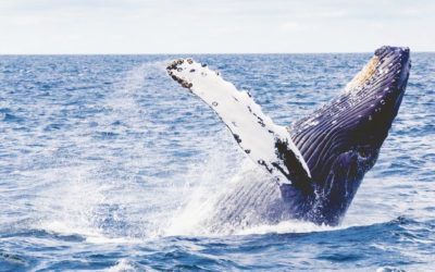 Nan Hauser — “The Whale Lady”